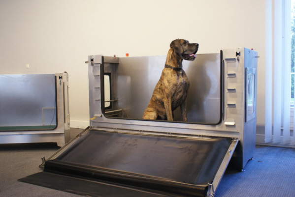 Deutsche Dogge im Unterwasserlaufband