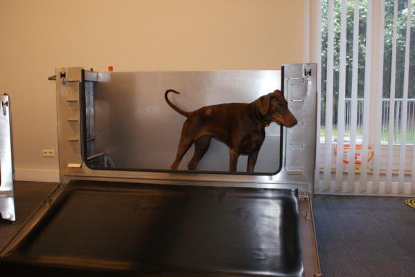 Dobermann auf dem Unterwasserlaufband