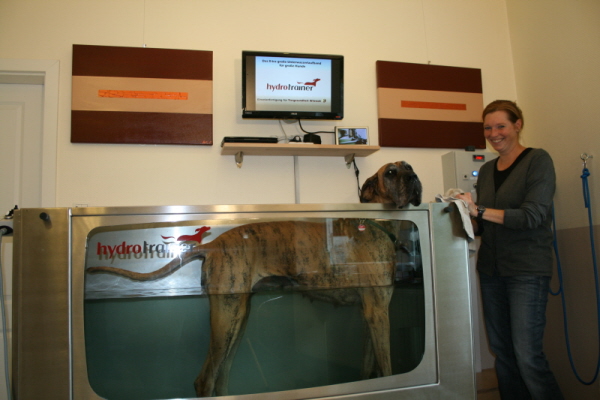 Deutsche Dogge mit viel Platz Deutsche Dogge auf dem Unterwasserlaufband